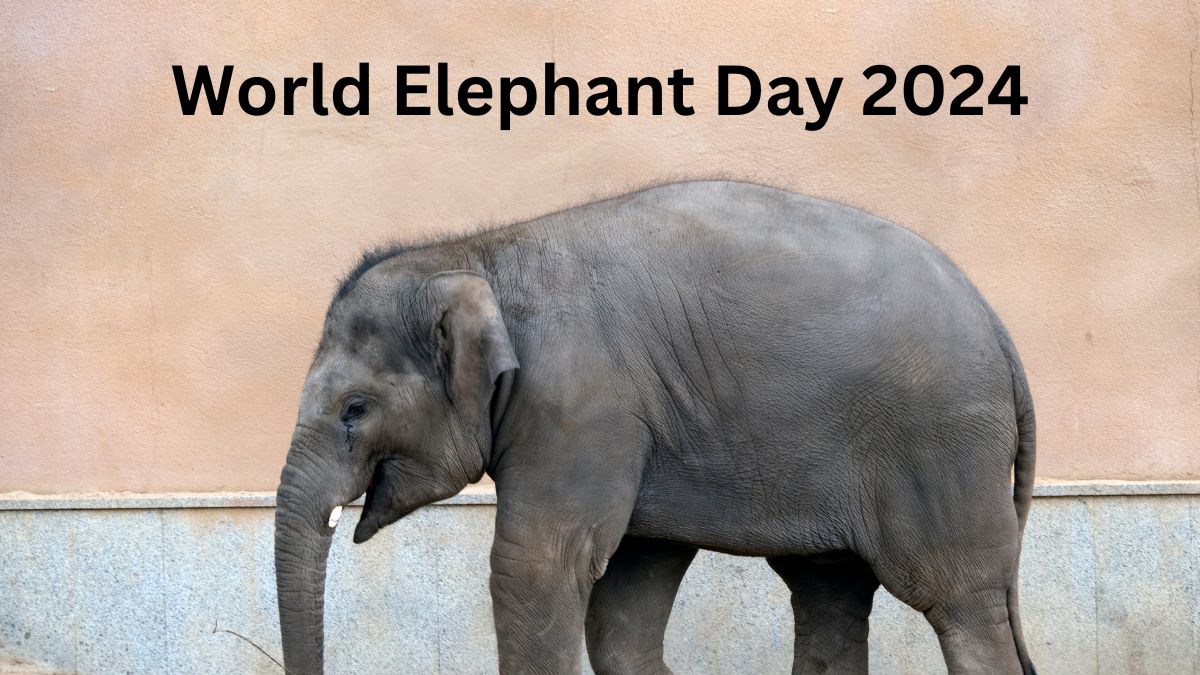 World Elephant Day 2024 How 12th August Became a Global Call to Save